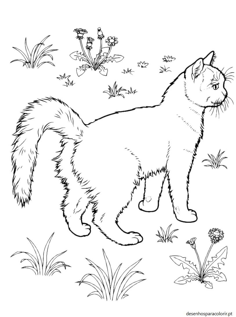 Desenhos de gatos 47